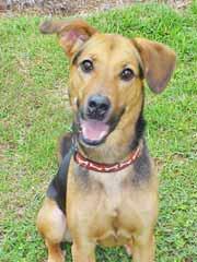 command and I ll sleep in the bed with you if you let me! I m a 4-year-old Shepherd mix. Such a good boy!! New Hanover Humane Society Open 10am-2pm Mon-Sat I m such a sweet and handsome fellow!