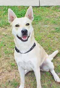 I just love the toys at the shelter and I will happily sit for treats, as you can see from my photo. I m a 2-yearold Shepherd/Husky mix who would prefer to be the only dog in the family.