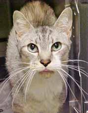 My name is Gilroy (A341205) and I m a 4-year-old, neutered male who is current on vaccinations. My owner surrendered me to the shelter so that I could find a better life.