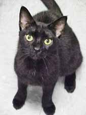 If I do say so myself, I m pretty darn near purrfect! Come save me. I dream of nothing more than to be part of a family who will love me forever.