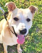 I am house-trained and can use a doggie door. I love to be inside with people and I love treats. I am good with other small doggies and I want to spend the rest of my life with you.