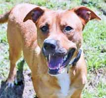 Onslow County Animal Services Call 910-937-1164 or email animalcontrol@onslowcountync.gov to adopt! My name is Hubble (31805823) and I m a 2-year-old Hound who is just as sweet as can be!