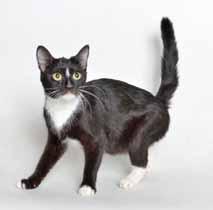 Pender County Animal Shelter Please call 910-259-1484 or email jhorton@pendercountync.gov to adopt us! I m a friendly, social and SUPER-OUTGOING kitten named Jennifer (A021336).