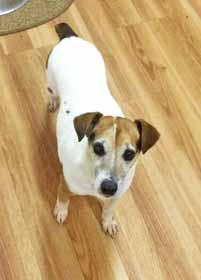 I would be perfect for a single human who wants a smart Jack Russell Terrier