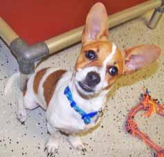 If you d like to meet me and you need driving directions to the shelter, please call Pender Humane Society at 910-259-7022.