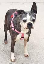 Breed Rescues We are all from different Breed Rescues. Please read our stories! COASTAL CAROLINA BOSTON TERRIER RESCUE My name is Missy and they say I m sweet, agreeable, loveable, and playful.
