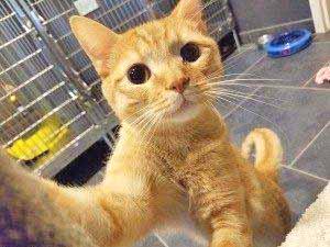 CUE EFFORT (C.A.R.E.) How do you like my selfie? My name is Ludwig and I m a sweet young fella, orange in color, who was found by a good Samaritan after I was hit by a car.