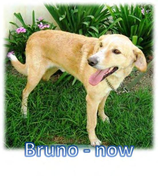 Bruno is a Labrador-sized dog who has been sterilised and vaccinated. He desperately needs a foster, or even better, a permanent home as he is currently in kennels where he cannot stay for long.