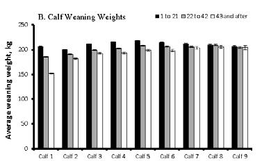 Time of first calving and weaning weight Heifers than calve in the first 21 days of first calving season weaned heavier calves through their 5 th calf than heifers that calve later