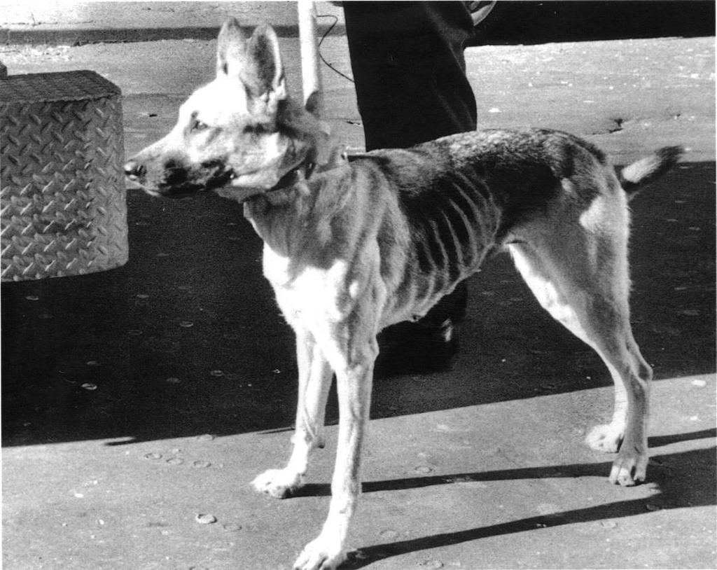 FOOD In 1976, a 6-day-old girl was left alone on the floor of an unfurnished apartment with a German Shepherd Dog