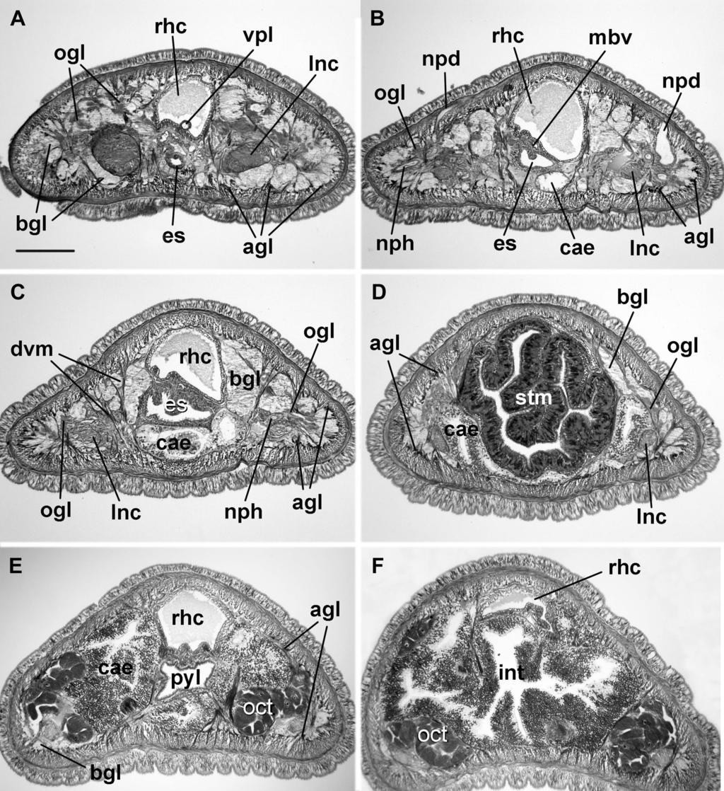 VOLUME 118, NUMBER 3 493 Fig. 7. Slightly oblique transverse sections of Prosorhochmus nelsoni from posterior brain region to intestinal region. A.