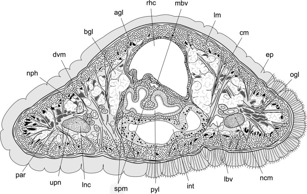 494 PROCEEDINGS OF THE BIOLOGICAL SOCIETY OF WASHINGTON Fig. 8. Diagrammatic cross-section of Prosorhochmus nelsoni in pyloric region.
