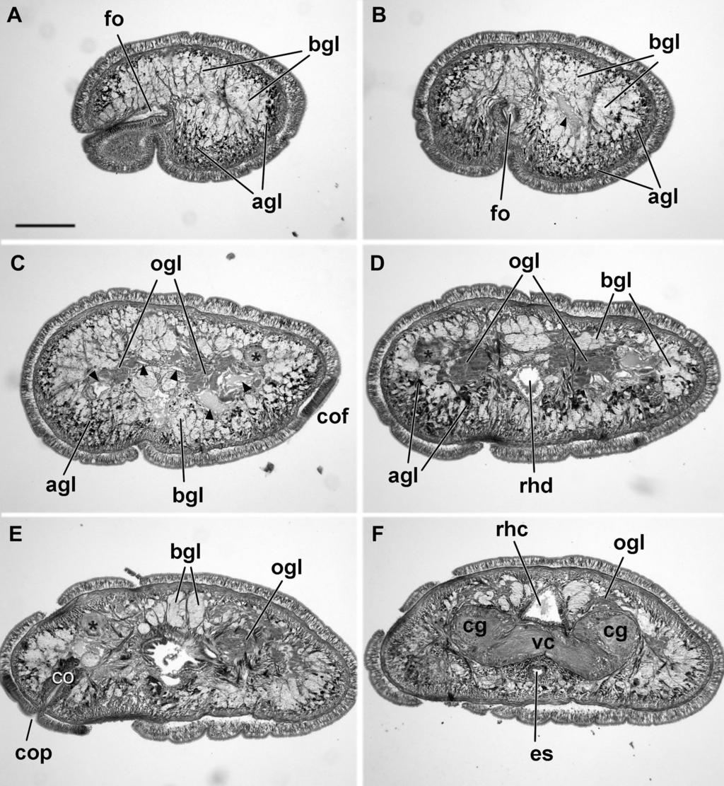 VOLUME 118, NUMBER 3 491 Fig. 6. Slightly oblique transverse sections of Prosorhochmus nelsoni from tip of head to brain region: proboscis is absent. A. Opening of frontal organ. B. Frontal organ. C.