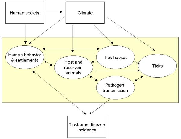 Enzootic cycles and interrelationships Coevolution = equilibrium Pathogen Tick Human
