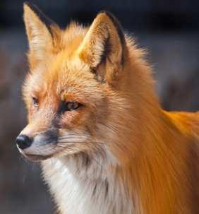 dogs In competition with golden jackals Hunting season throughout year Foxes play an important role in epidemiology of tick-borne diseases and in