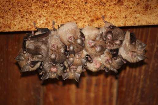 Bats are hosts to a large number of ectoparasites, including ticks, which can act as vectors of zoonotic agents.