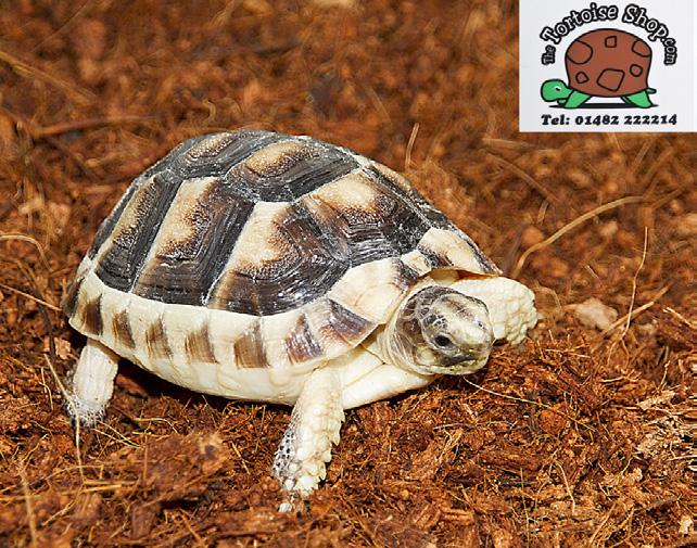 Bedding / Substrate There are numerous substrates available that are suitable for tortoises. We have tried and tested all the bedding available on our website.