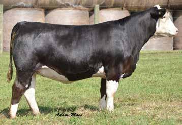 812F is a good one, you will see all the potential and versatility this female offers. She is powerful in her make up, But also has incredible rib shape and has a flawless structure.
