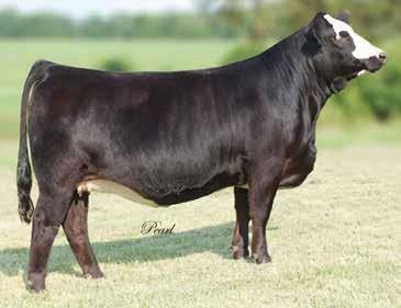 17a 3 Embryos Selling 3 embryos with a guarantee of one pregnancy MISS CCF Sheza Bandit DAMERON FIRST CLASS COLBURN PRIMO 5153 SILVEIRAS SARAS DREAM 1339 SVF/NJC BUILT RIGHT N48 MISS CCF SHEZA BANDIT