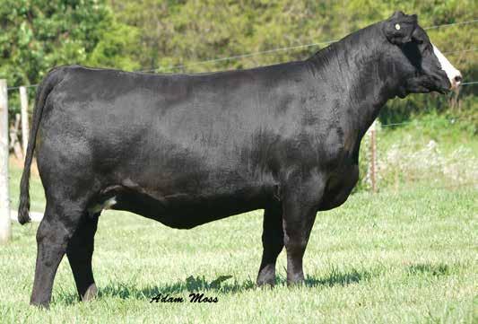 Sheza Dandy Family 19 True Sale highlight! This will be one of the highlighted bred heifers to sale this Fall. Her shape,body mass, and presence make her incredibly unique.