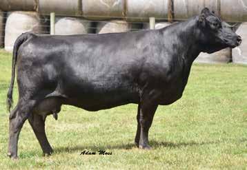 .. Diva Dew is backed by the legendary WAR Diva M704 who has produced many sale toppers and show winners. Many programs have benefited from this very cow family. She is safe in calf to W/C Relentless.