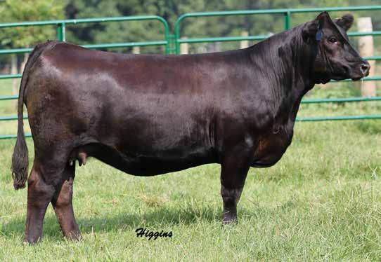 Slow Melt Family 24a Here's 2 Pays to Believe daughters that are functional and easy on the eyes. There dam 128Y was a former donor for us and now roams the pasture in Indiana for the Schmidt family.