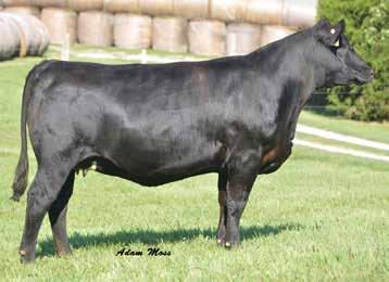 The Insight progeny are hard to beat with the style and power that he adds. Video at clovervalleysimmentals.