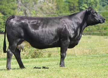 8 111.6 6.2 18.6 53.9 0.16 1.10 128.0 Bred AI to W/C Rapid Fire 2101C, ASA#3041151 on 12/29/17 667D is a really nice moderate framed female with a lot of eye appeal and breeding potential.