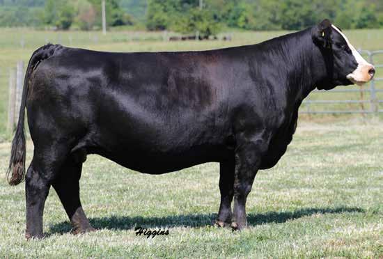 PE to WHF Insight C224, ASA#3118601 11/18/17 to 5/18/18 30 KENCO Queen`s 40A 40A SVF/NJC BUILT RIGHT N48 NJC EBONY ANTOINETTE 31 HPF Independence X905 X905 SVF/NJC MO TOWN M216 JS SURE BET 4T JS