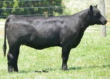 The only reason we are offering her now is because we always pick out some of our top cows to offer in this sale. We have a couple of daughters retained in our herd and they are nice.