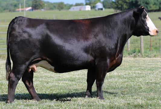Jelly Bean Family 41a Here is great pair of full sisters. Please drive to the sale and see for yourself this is the best offering by Kenco, Clover Valley and Tylertown.