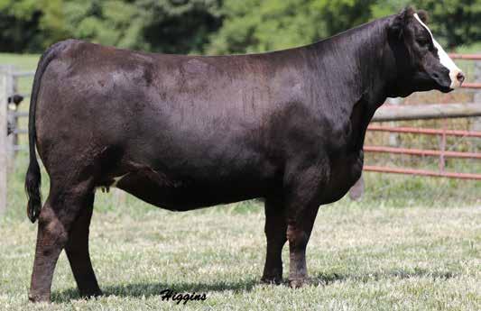 A daughter was one of the top sellers in the Ft Worth sale and daughters sold in the 2016 sale to Stephen Humphries and Sloup Simmentals. 6C is one of the best.