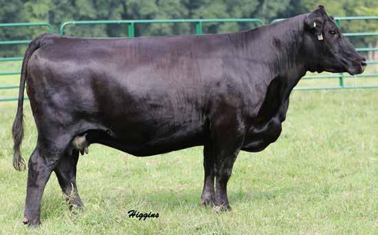Bred AI to Rocking P Legendary C918, ASA#3070709 on 1/3/18 PE to Tylertown Big Deal 85D, ASA#3171105 from 1/15/18 to 8/31/18 44 HLTS Lisa E193 3/4 SM 1/4 AN E193 TRIPLE C SINGLETARY S3H CCR COWBOY