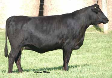 4 Bred AI to CCR Cowboy Cut 5048Z, ASA#3208956 on 1/18/18 This massive Full Throttle daughter has extra shape and dimension that she is sure to pass on to her offspring.