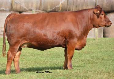 She is extremely attractive and good looking. Imagine her bred to some of today's popular show cattle sires. She, No doubt has the look and presence that we strive to produce.