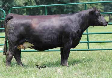 56 TYLERTOWN Ms Red 11E 3/4 SM 1/4 AN 11E HOOKS XPECTATION 36X CDI PERSPECTIVE 238A CDI MS TRUMP 101Y Bred Heifers 57 HLTS Faith D113 D113 IR EXPEDITION W413 LMF REVENUE Z24 IR MS FENELLA U028 2/9/17