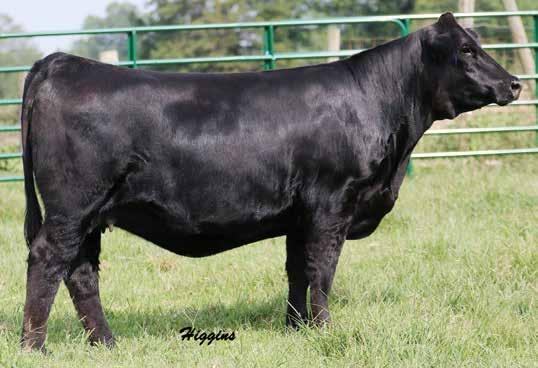 Bred Heifers 60 The 144Y donor has made a HUGE positive influence here at TylerTown and this daughter reminds us most of her mother. 144D is one we dream about having a herd full of.