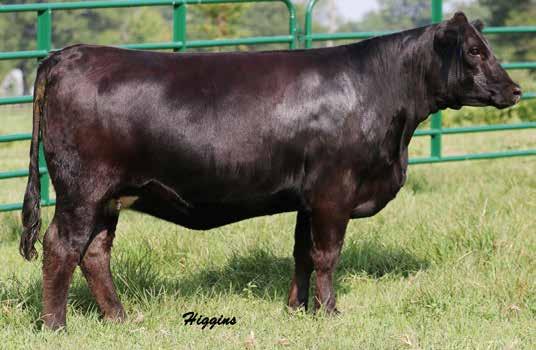 A full sib was a top sellers at a previous Family Matter Sale, going to KENCO for $7500 and most recent another full sib was named Reserve Grand Champion Purebred at 2018 TN Beef Agribition, going to