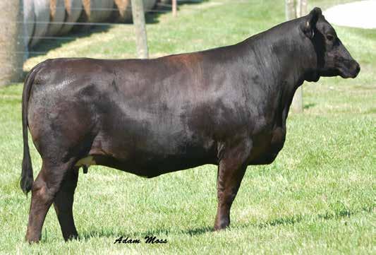 Bred Heifers 62 Here is a powerful Cornerstone daughter that offers a lot of muscle shape and power.