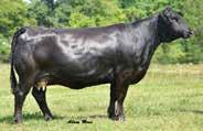 Bred AI to W/S Jackson D20, ASA#3208343 on 1/18/18 Due to calve 10/28/18 62 CVLS Expressions 657D 657D MR NLC UPGRADE U8676 CVLS CORNERSTONE 403B PRS SPRING VELVET X126 63 KENCO Glamorous Deal 713D