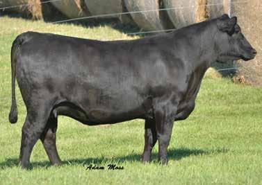 2 65 TYLERTOWN Faith 57D 11/23/17 3433044 adj bw 78 64 Bred AI to WLE Big Iron E205, ASA#3299035 on 4/17/18 PE to Tylertown Big Deal 85D, ASA#3171105 from 4/11/18 to 8/31/18 A revenue daughter thats