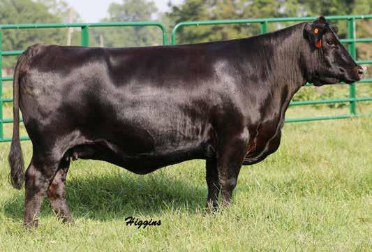 69 Here is one not to overlook for a couple of reasons, Summer C38 is of extreme quality with loads of good things and then look at her extended pedigree, Better Than Ever back to S240 and WHF Black