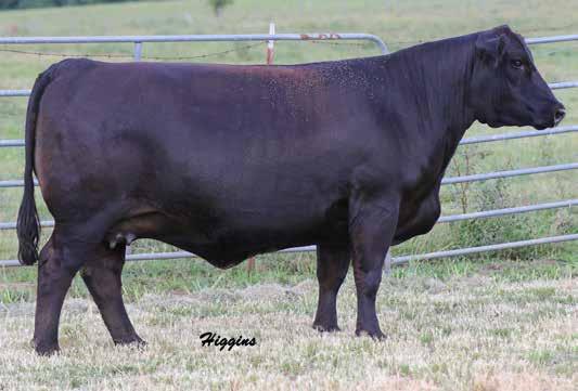 Bred Heifers 71 Here is beast and load of a proven cow. The past champion and donor Shimmer has left Kenco with many top progeny of the years.