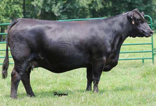 Cow/Calf Pairs 75&a "It sure would make things alot easier if they all looked like this one" in the words of DP visiting us this summer and that couln't be more true. B436 is a unquie individual.