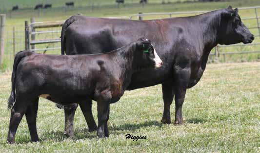 SAV Resource daughters are in it for the long haul and this half blood is the front pasture type. She's different pedigreed and has a strong set of epds.