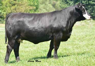 9 Bred AI to CDI Innovator 325D, ASA#3152448 on 4/13/18 PE to W/C Executive Order 927E, ASA#3336330 from 5/6/18 to 8/15/18 Past sales we have offered progeny out of Spring Velvet.