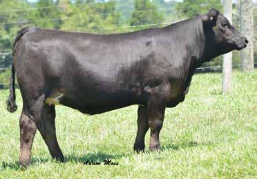 .. 708E is Homo Black and Polled. She sells bred to CDI Innovator for a January baby.