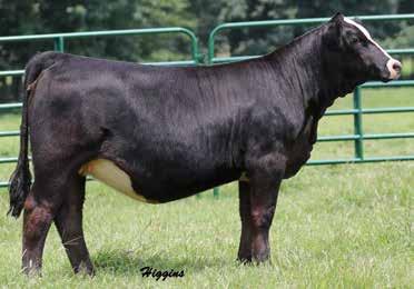 Missy A407 Family 5 This is the first heifers to sell out of our young up and coming donor WLE MISSY A407, Upgrade x 770P. We bought A407 as a bred heifer at the Factory Direct Sale in IN.