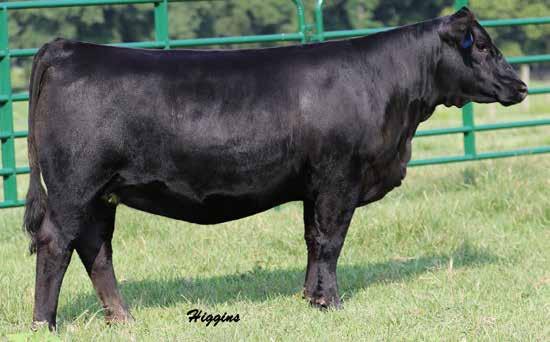 She has 770P, Hope Floats, and the Joy cow all lined in her pedigree, GREAT donor cows, and with the way this bred heifer is made up she could sure see the donor pen herself.