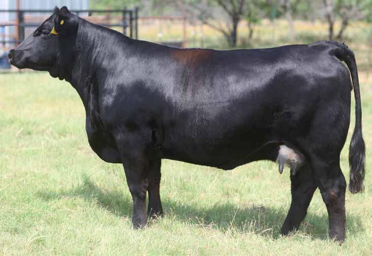 Missy X407 Family WLE Missy X407 8a 3 Embryos Selling 3 embryos with a guarantee of one pregnancy proj epd's Shawnee Miss 770P WLE Missy X407 MR CCF VISION MR CCF 20-20 HTP SVF DEW THE STROKE SVF/NJC